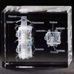 Vertebrae with Nerves 3D Model in Glass